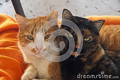 Romantic cats Stock Photo