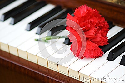 Romantic concept - red carnation on piano keys Stock Photo