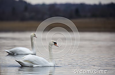 Romantic couple of swans are on lake Stock Photo