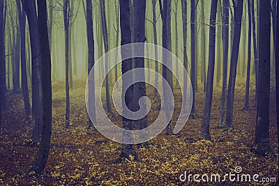 Romantic elegant forest during a foggy day Stock Photo