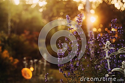 romantic evening floral summer backround. Gentle toned blurred view with blooming flowers Stock Photo