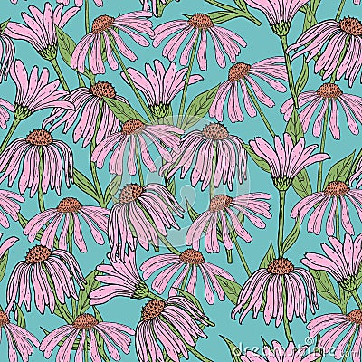 Romantic floral seamless pattern with beautiful echinacea flowers, stems and leaves on blue background. Flowering herb Vector Illustration