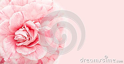 Beautiful pink camellia close up with copy space for greeting card Stock Photo