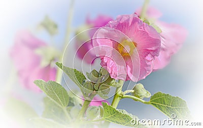 Romantic and freshness pink holyhock blooming Stock Photo