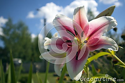 Romantic growing flower of white lilly with purple core and stamens Stock Photo