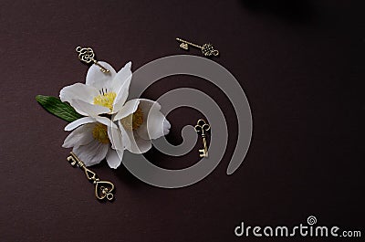 Romantic layout with White Anemone flowers on a black background. Minimalist background spring flowers. Stock Photo