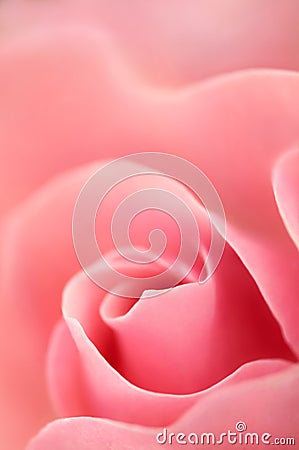 Rose Stock Photo