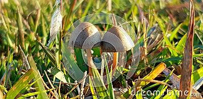 Romantic Loving Mushroom couples kissing Stock Photo