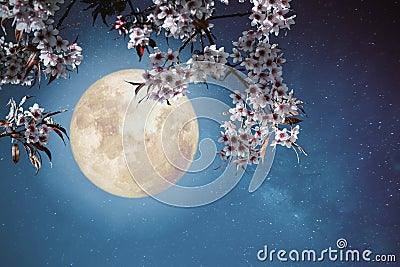 Beautiful cherry blossom sakura flowers in night skies with full moon. Stock Photo