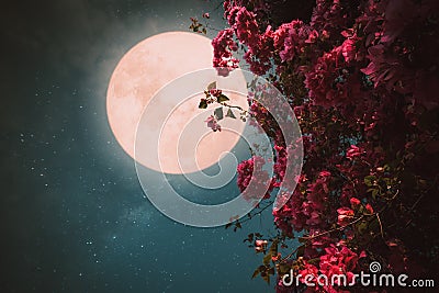 Beautiful pink flower blossom in night skies with full moon. Stock Photo