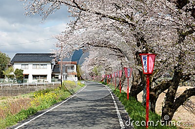 Romantic pink cherry tree Sakura blossoms and Japanese style lamp posts along a country road blurred background effect Stock Photo