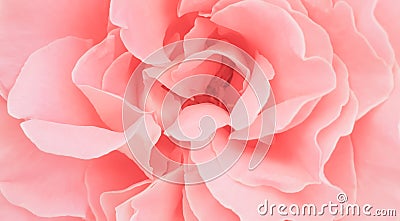 Romantic pink rose peony petals background wallpaper Stock Photo