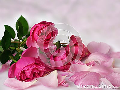 Romantic pink roses Stock Photo