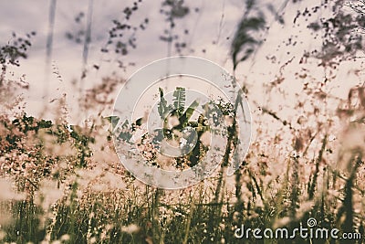 Romantic and poetic flower field background Stock Photo