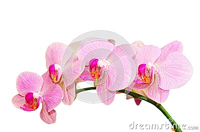 Romantic purity branch of spring pink spotted orchids Stock Photo