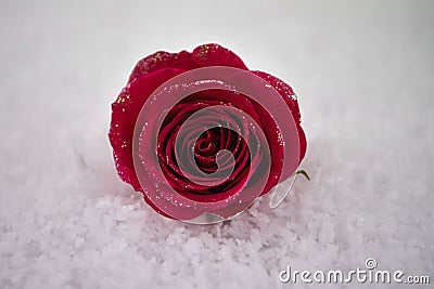 Christmas or Valentine romantic winter season photography image of red rose flowers in snow with glitter petals Stock Photo