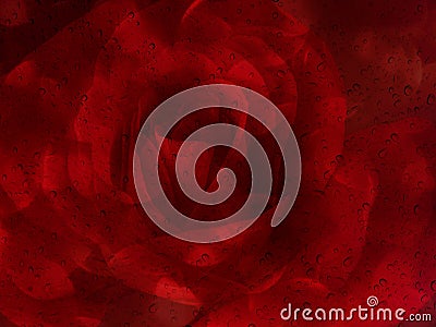 Romantic red rose with water drop on glass mirror plate for abstract valentine background Stock Photo