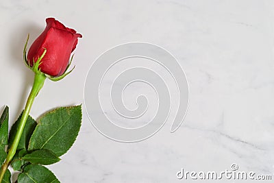 Romantic Red Rose and White Marble Background Stock Photo