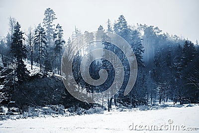 Romantic restful snowy woods Stock Photo