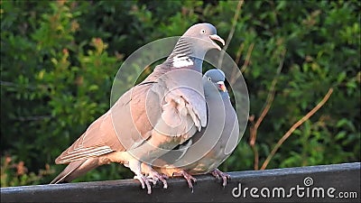 Romantic Romance Birds Making Out on Bench Stock Footage - Video of kissing, wood: 116950670 Romantic Romance Birds Making Out on Bench Stock Footage - Video of kissing, wood: 116950670