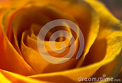 Romantic Rose 1 Stock Photo