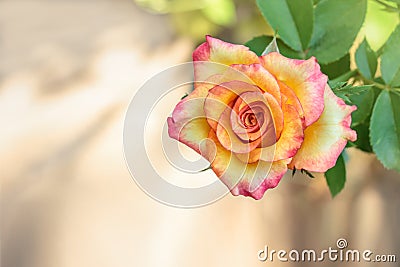 Romantic rose flower . Floral background with soft selective fo Stock Photo
