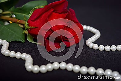 Romantic rose flower with pearl necklace on dark background Stock Photo