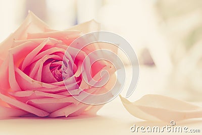 Romantic Rose Love Sweet Tone Vintage Style Stock Photo