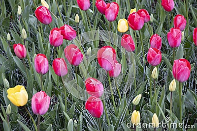 Romantic scenery with pink tulips Stock Photo