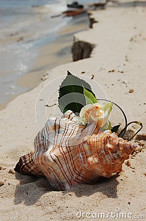 Romantic seashell Stock Photo