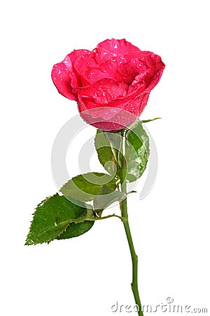 Romantic shocking pink rose with white isolated Stock Photo