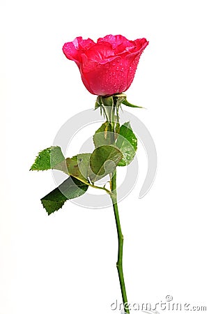 Romantic shocking pink rose with white isolated Stock Photo