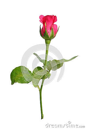 Romantic shocking pink rose with white isolated Stock Photo