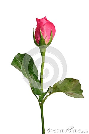 Romantic shocking pink rose with white isolated Stock Photo