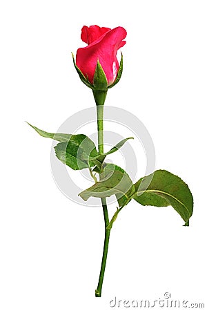 Romantic shocking pink rose with white isolated Stock Photo