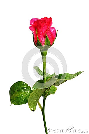 Romantic shocking pink rose with white isolated Stock Photo