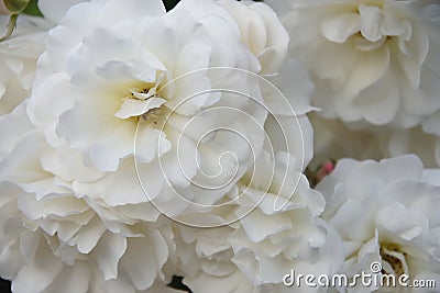 Romantic soft white floribunda roses. Stock Photo