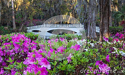 Romantic Southern Garden of Azaleas Charleston SC Stock Photo