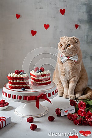 Romantic St. Valentines Day. Cute cat with bow tie sitting near cakes in heart shape. Red velvet cake. Bakery, confectionery, Stock Photo