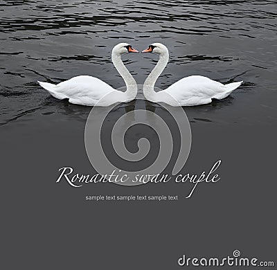 Romantic swan couple Stock Photo