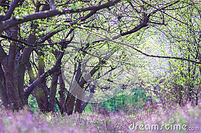 Romantic tree Stock Photo