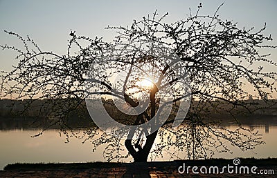 Romantic tree at sunset Stock Photo