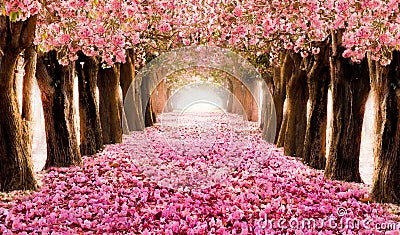 The romantic tunnel of pink flower trees Stock Photo