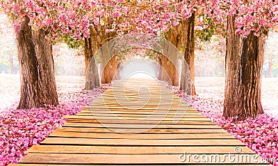 The romantic tunnel of pink flower trees Stock Photo