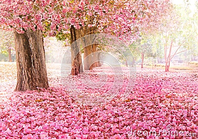 The romantic tunnel of pink flower trees Stock Photo