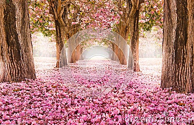 The romantic tunnel of pink flower trees Stock Photo