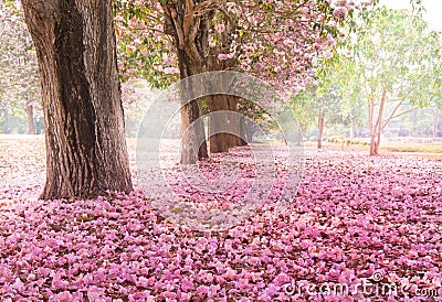 The romantic tunnel of pink flower trees Stock Photo