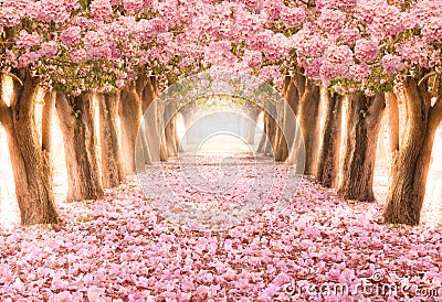 The romantic tunnel of pink flower trees Stock Photo