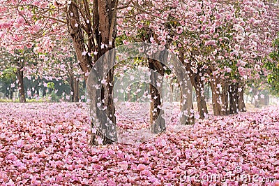 The romantic tunnel of pink flower trees Stock Photo