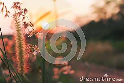 Romantic twilight nature view of grass flower and sunset Stock Photo